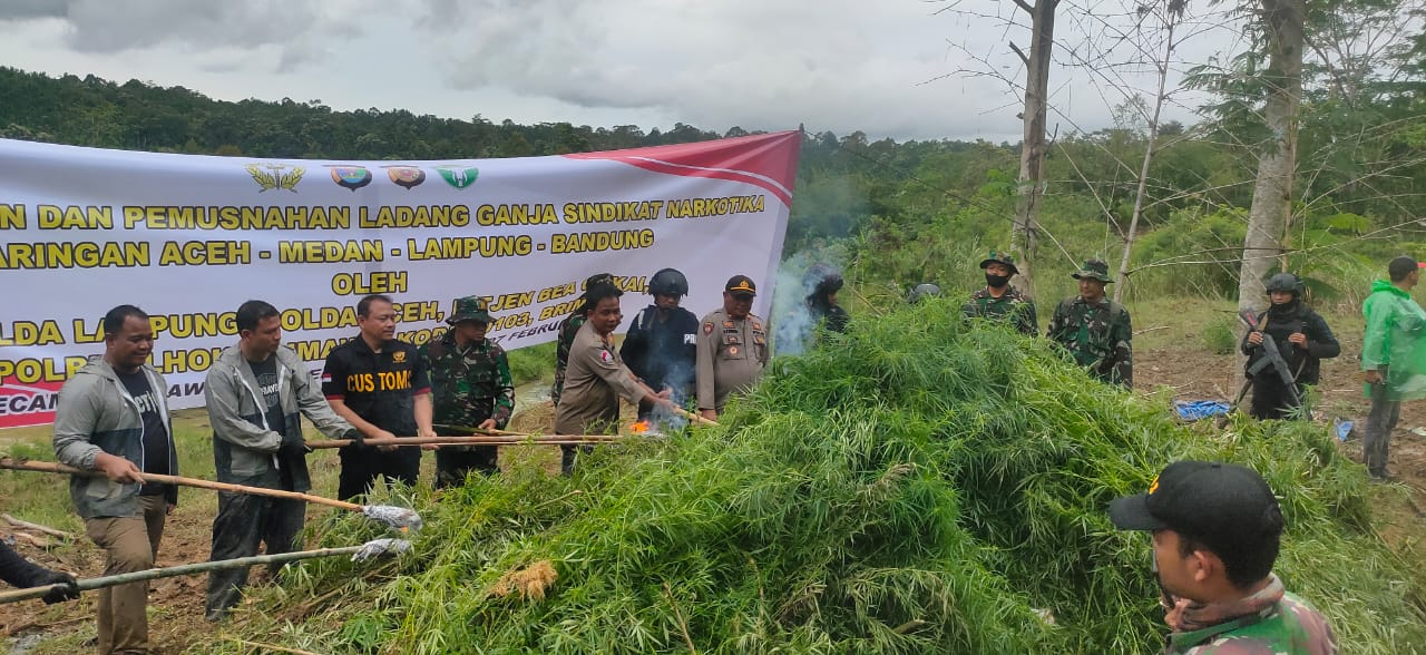 Polisi Musnahkan Hektare Ladang Ganja Sindikat Narkotika Antar